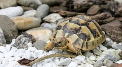 Ako sa starať o pevnú korytnačku